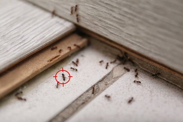 Best Residential Pest Control  in Triana, AL