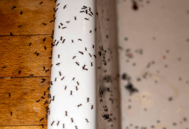 Best Emergency Pest Control  in Triana, AL