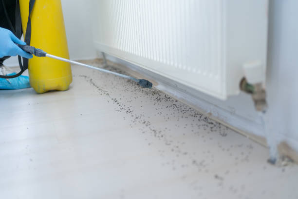 Best Termite Control Services  in Triana, AL